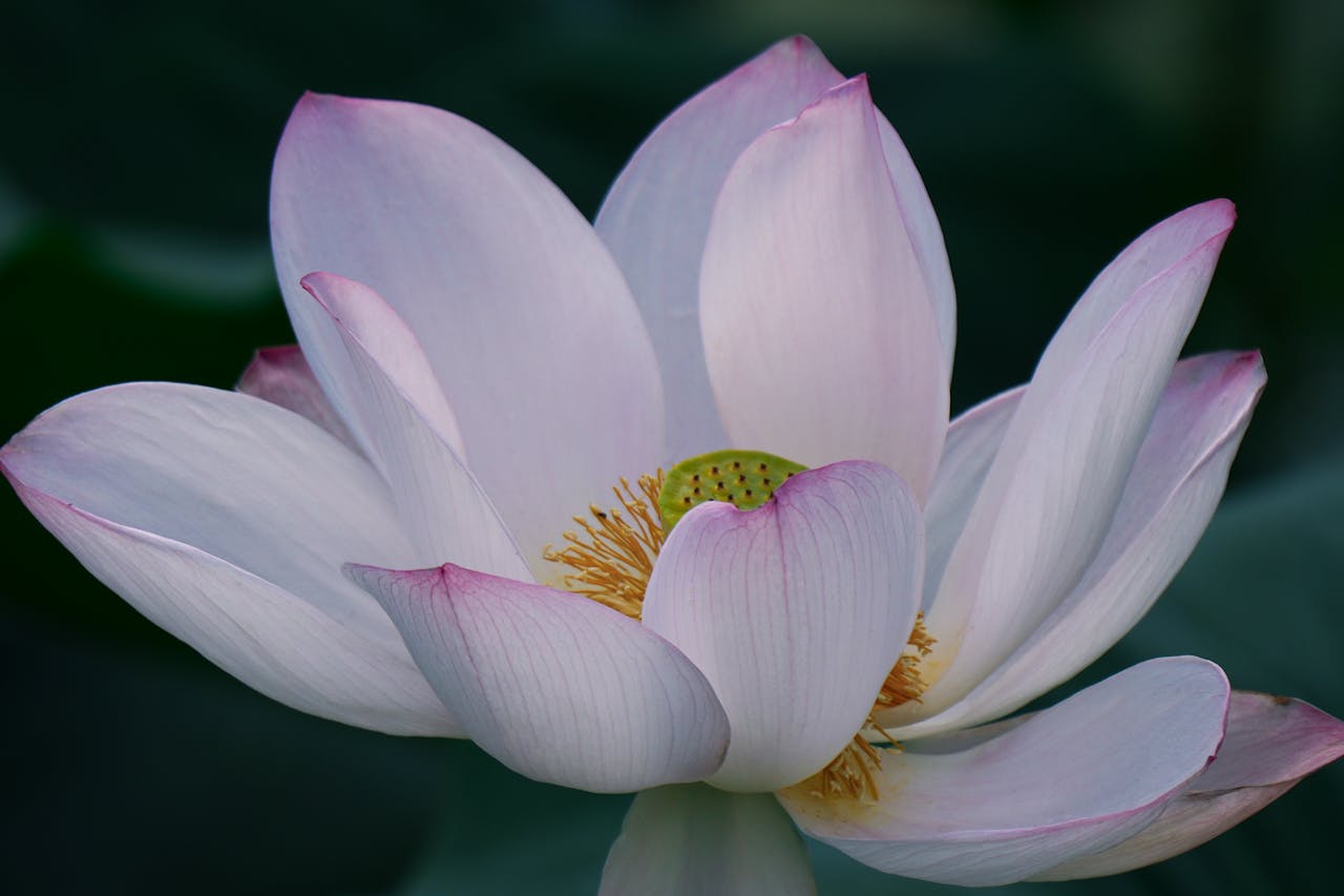 Close-up of a serene white lotus flower with gentle pink tips against a dark background.